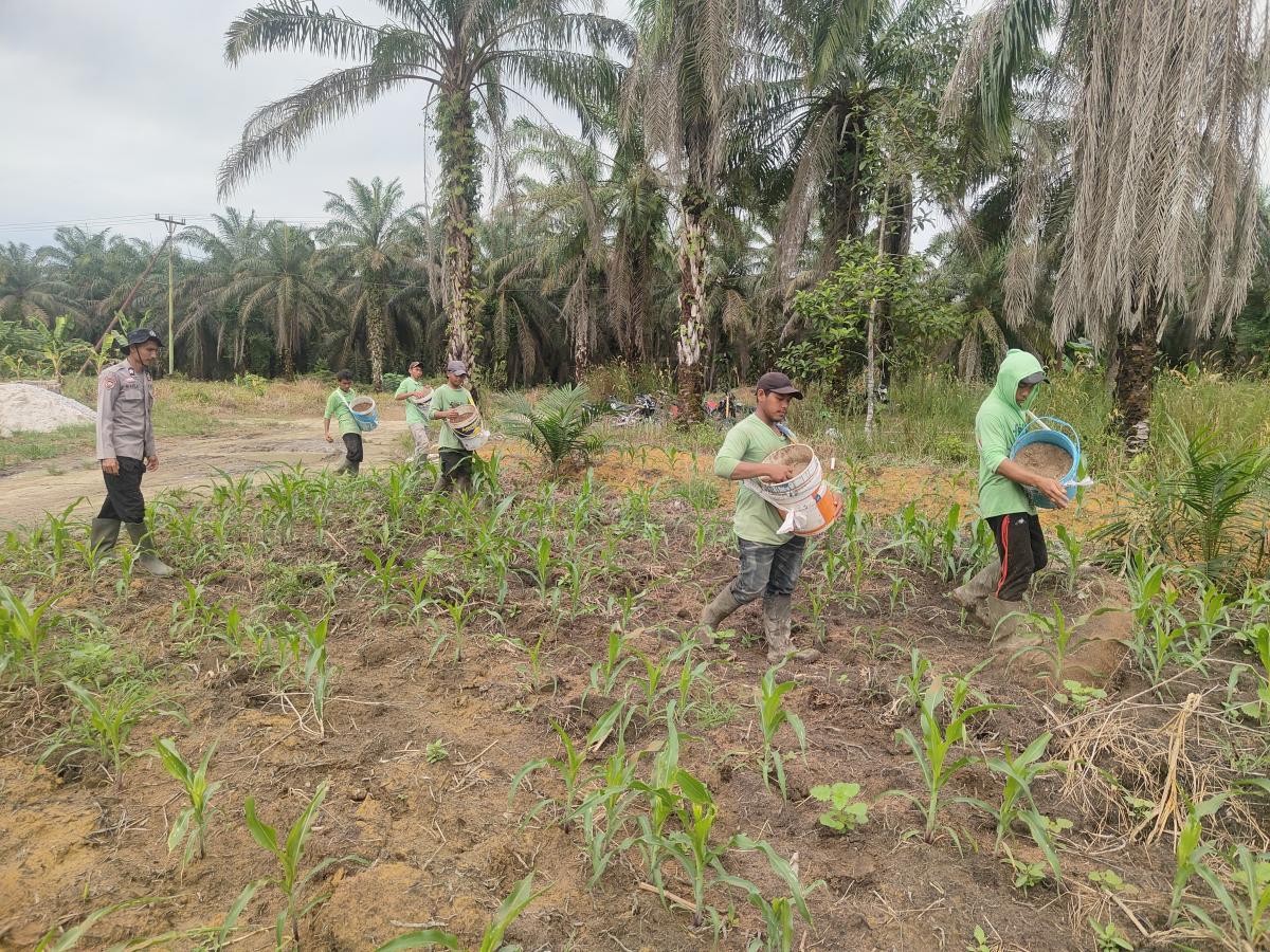 Polsek Mandau Pantau Pertumbuhan Jagung Pipil, Dukung Ketahanan Pangan dan Swasembada Pangan Nasional